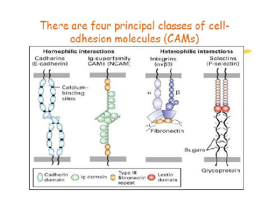 Moléculas de adhesión Receptores de la superficie celular Selectinas: E-selectinas, P-selectinas, y