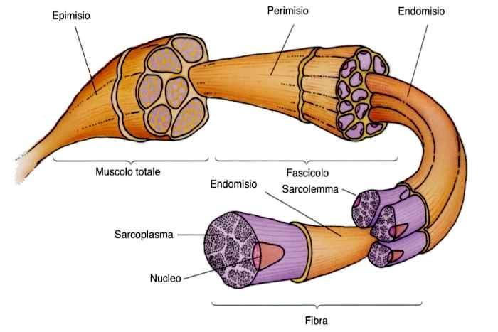 2. Anatomía del músculo esquelético 2.