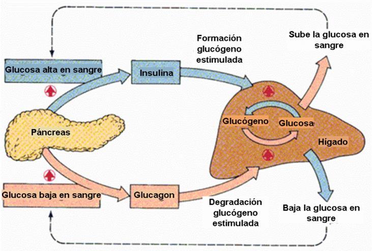 El páncreas Segrega el ya mencionado jugo pancreático necesario para la digestión de los nutrientes. Se encarga de segregar la insulina y el glucagón.