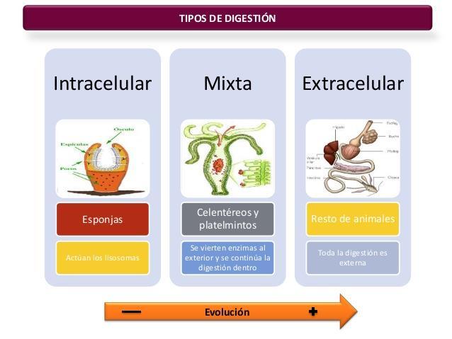 Tipos de digestión Existen 3 tipos de digestión Nos centraremos en el tubo digestivo y la digestión