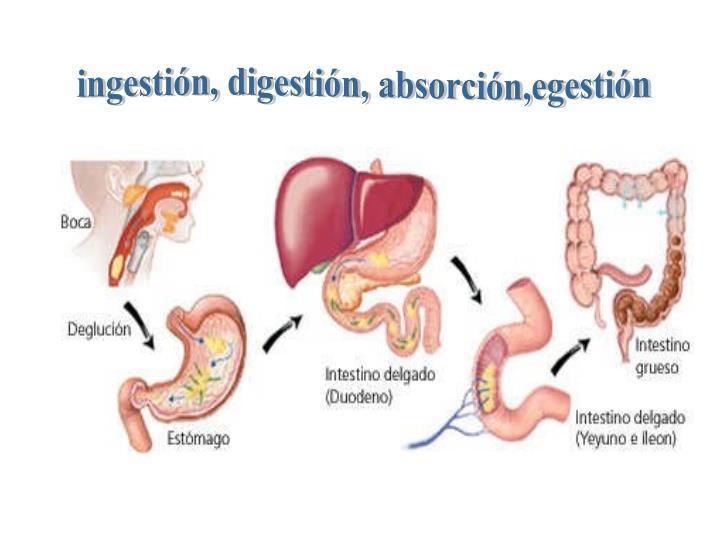 Fases del proceso digestivo 1.-Ingestión: obtención del alimento e incorporación al proceso digestivo. 2.