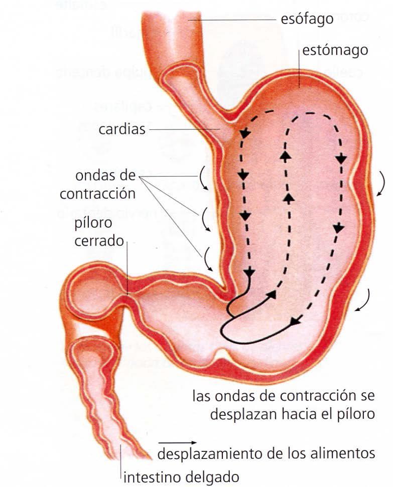 2.- Digestión El bolo alimenticio ingresa en el estómago a través del cardias.