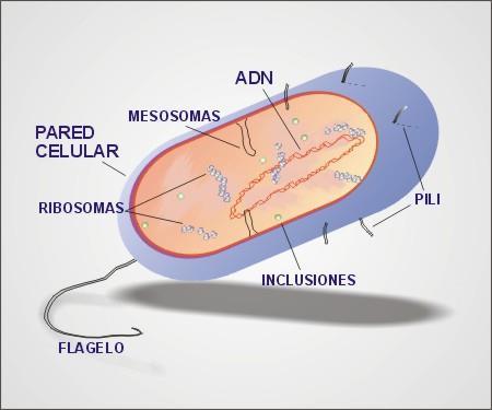 Ámbito científico y matemático 2º año PMAR (3º ESO) De la UD 1 de Biología y Geología pág. 2 2.1. Estructura de la célula procariota La célula procariota es el tipo celular más sencillo.