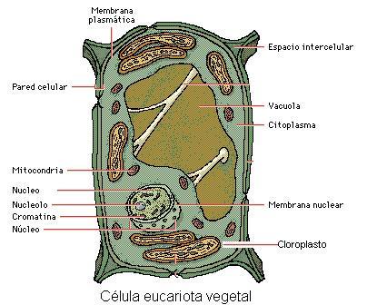 En él se realiza el metabolismo celular y el movimiento de moléculas y orgánulos. Orgánulos celulares: Algunos están rodeados de sus propias membranas; otros, no. Cumplen diversas funciones.