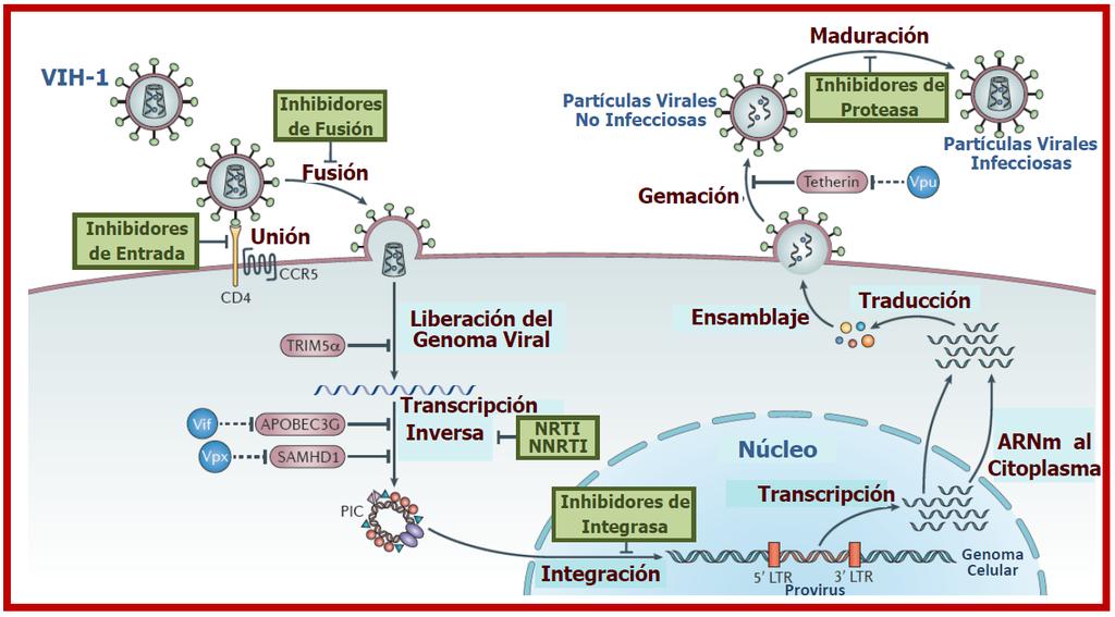 Ciclo de Replicación del VIH-1 CD4 CCR5 CXCR4