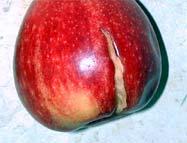 Figura 2.- Síntomas de Agrietado en manzana Gala. (Fotografía: Unidad de Difusión INIA Las Brujas) Se ha reportado (Andrews, P.