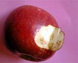 Desde el punto de vista de poscosecha, las manzanas golpeadas por el granizo, no pueden ser almacenadas en frío.