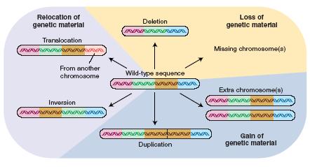 Cambios cromosómicos Relocalización de material genético