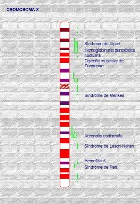 HERENCIA LIGADA AL SEXO Los cromosomas X e Y no son homólogos, es decir, aunque llevan genes estos son diferentes.