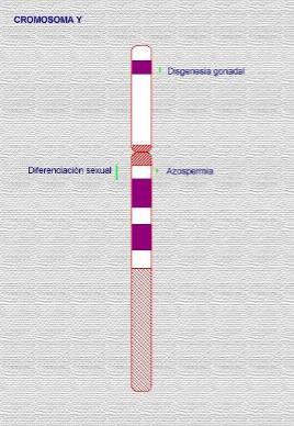 HERENCIA LIGADA AL SEXO Los cromosomas X e Y no son homólogos, es decir, aunque llevan genes estos son diferentes. Cromosoma Y: Es mucho más pequeño que el X.