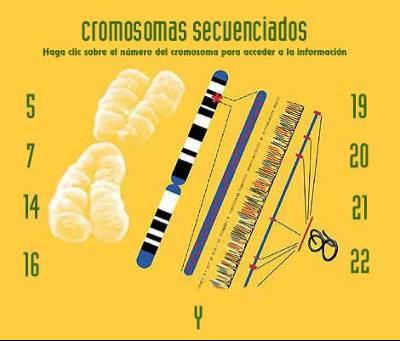 LOS GENES En un cromosoma pueden