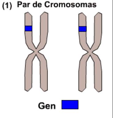 LOS GENES Los cromosomas homólogos tienen