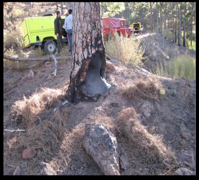 Para comprobar la efectividad de los tratamientos aplicados a los Pinos Padre dentro de la zona del Cortijo de la Reserva Natural Integral de Inagua, se ha realizado quemas prescritas en dos pinos.