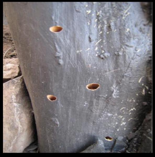 3- Perforaciones en la madera del pino que podrían ser debidas a un coleóptero que suele afectar a este tipo de maderas.