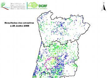 ESTRATEGIA PORTUGUESA: ERRADICACIÓN Entre 1999 y noviembre 2008: Erradicación de 3800 pies (ex Zona Tampón) Erradicación