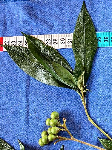 Solanum asperum
