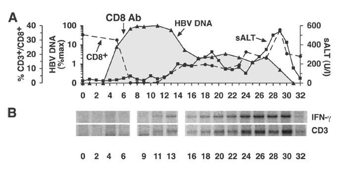 Para develar el rol de la respuesta de células T en la infección aguda por HBV, subsiguientemente se efectuaron más estudios utilizando el mismo modelo y procedimiento experimental.