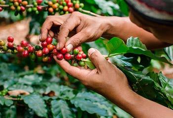 Tras nuestra llegada, nos dirigiremos a una finca cafetera donde nos explicarán el proceso de cultivo y producción del café colombiano.