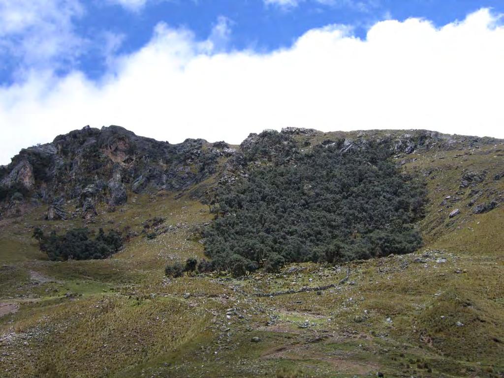 Bosque de Tacarpo: ubicado en la C.C. de Pujum, sobre los 4200 metros de altitud.