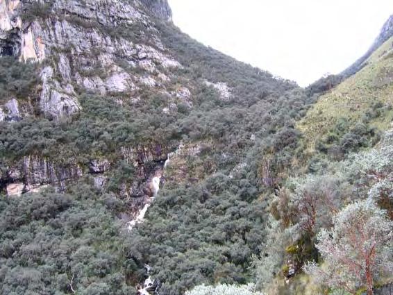 Bosque de Gague: parte media-alta del bosque, en la parte izquierda de la imagen se puede observar el bosque denso de Polylepis weberbaueri y en la parte derecha se observa 2 individuos de Polylepis