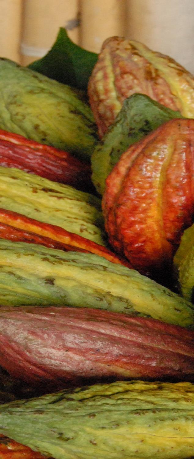 Objetivo y Visión: Proyecto Cacao para la Paz El principal objetivo es, fortalecer las instituciones agrícolas claves en Colombia en el sector publico y privado que trabajan con cacao mediante la