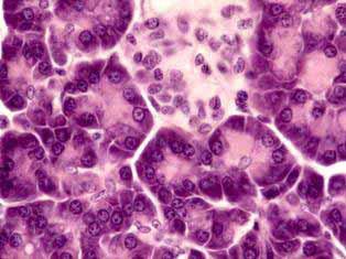Con el microscopio óptico, en un corte teñido con hematoxilina y eosina, el citoplasma basal es intensamente basófilo por su contenido en ribosomas libres y cisternas del retículo endoplásmico rugoso.