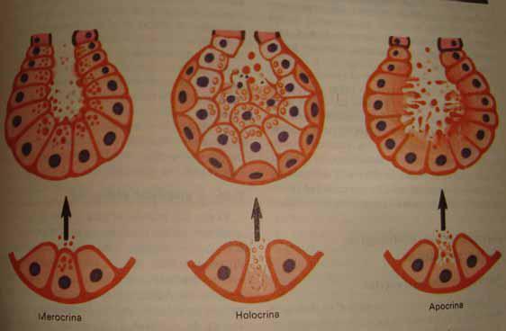 De acuerdo a lo antes expuesto las glándulas multicelulares pueden ser: Tubulares simples (glándulas intestinales). Acinosa simple ramificada de secreción holocrina (glándulas sebáceas).