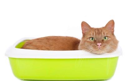 HIGIENE La linea de literas CanCat ofrecen un ambiente limpio e higienico tanto para tu gato como