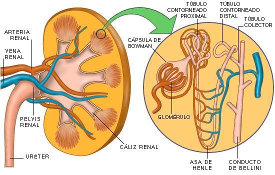 Anatomía del riñón La nefrona es la unidad funcional del riñón, donde se