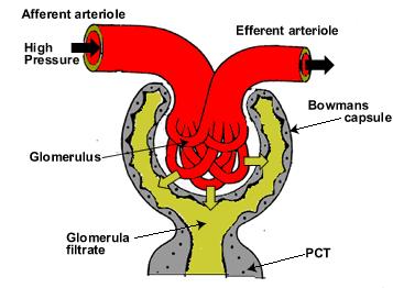 arteriola aferente Alta presión arteriola eferente Sangre arteriolar Pared capilar Membrana basal Filtrado glomerular Glomérulo Cápsula de Bowman arteriola eferente Filtrado glomerular