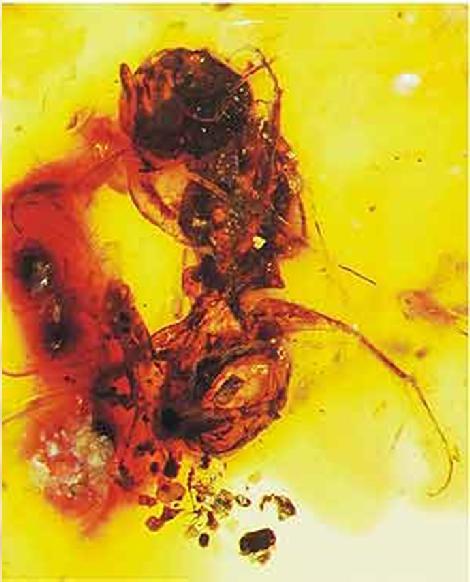 La abeja fósil más antigua conocida, presenta caracteres muy primitivos que la relacionan con las avispas.