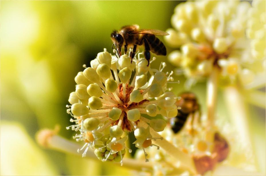 000 especies y el número de estas especies que dependen de las abejas melíferas y que sin ellas no