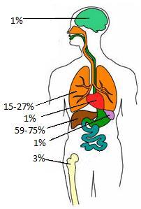 porcentaje entre el 59% y 75% de casos. El segundo órgano más frecuente es el pulmón con un porcentaje del 15% a 27% de los casos 46.