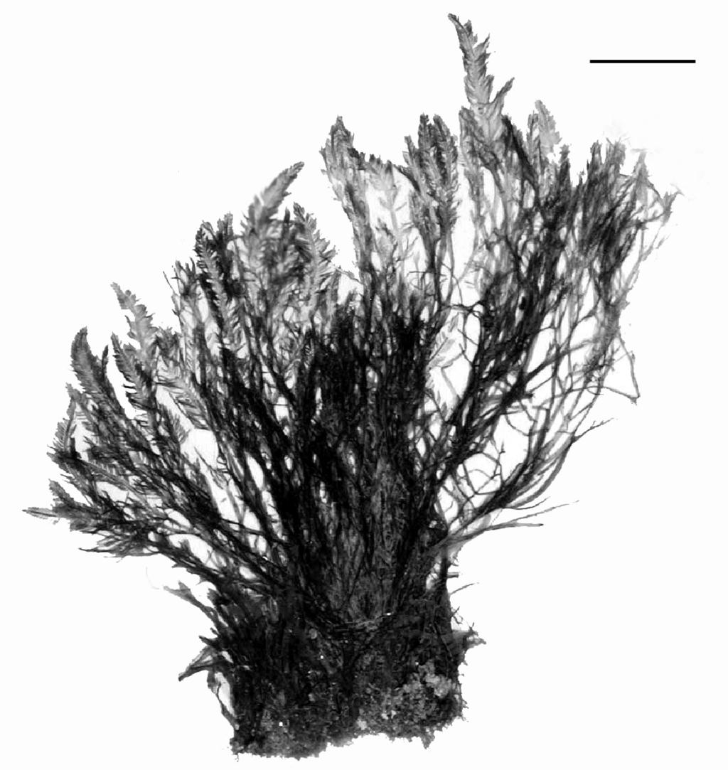 Flora marina de la Península 303 plumosa. En este estudio se observó que las pínnulas de Bryopsis pennata son más cortas y angostas que las de B. plumosa; se encontraron ejemplares de B.