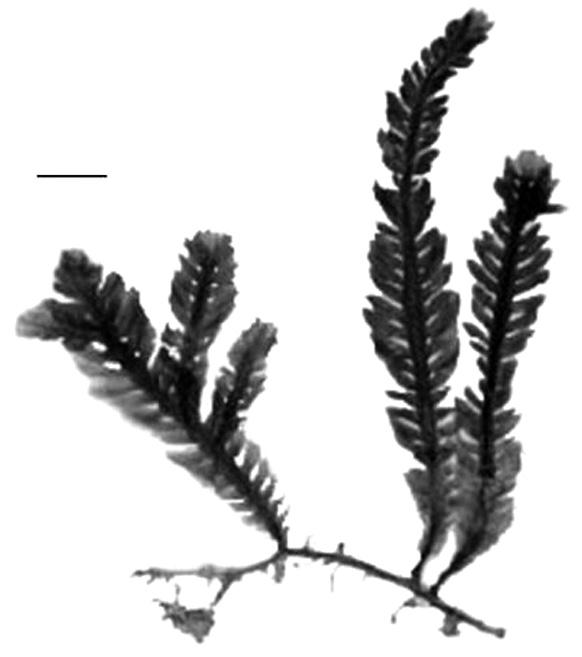 Flora marina de la Península 305 Caulerpa mexicana Sonder ex Kützing (Fig.