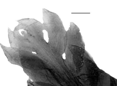 Caulerpa mexicana. a. Hábito. Escala = 1 cm. b. Detalle de rama apical.