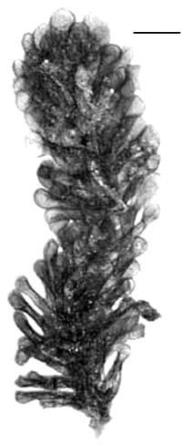 Flora marina de la Península 307 Caulerpa racemosa (Fisher) Stokes var. occidentalis (J.Agardh) Børgesen (Fig.