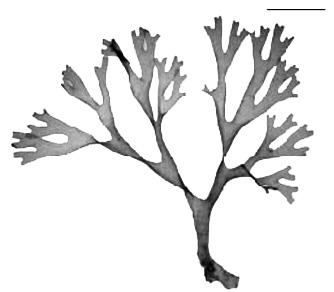 314 Pardo y Solé Canistrocarpus crispatus (Lamouroux) De Paula et De Clerck (Fig.
