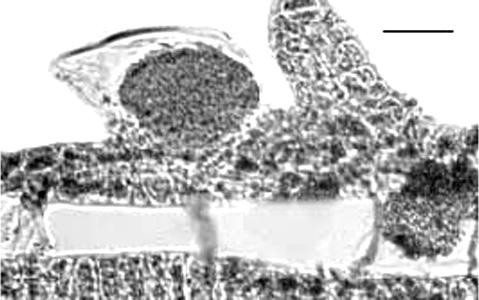 (2003); De Clerck et al. (2006). a b Fig. 20. Canistrocarpus crispatus. a. Hábito. Escala = 2 cm. b. Corte transversal de una sección del talo mostrando un esporangio.