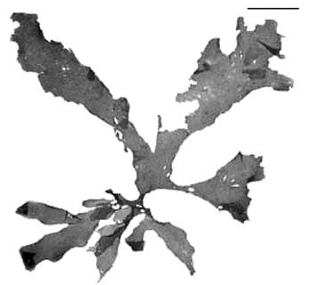 Flora marina de la Península a 319 b Fig. 24. Spatoglossum schroederi. a. Hábito. Escala = 3 cm. b. Corte transversal de una sección del talo.