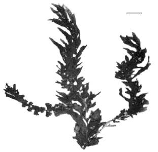 320 Pardo y Solé a b Fig. 25. Sargassum cymosum. a. Hábito. Escala = 1 cm. b. Corte transversal de un filoide.