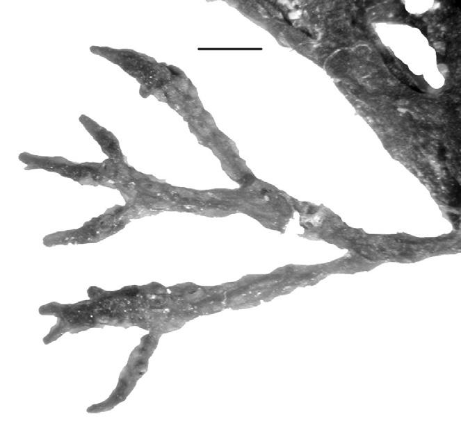 Sargassum vulgare. a. Detalle de un filoide y aerociste. Escala = 5 mm. b. Detalle de receptáculos.