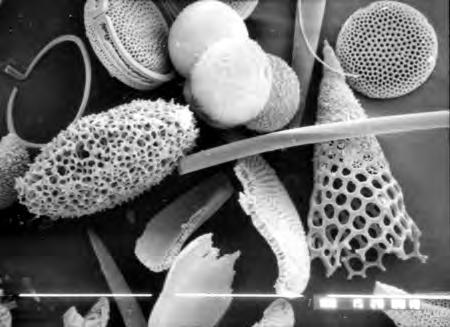 Caparazón o exoesqueleto en Sílice Únicamente organismos microscópicos como diatomeas, radiolarios, esponjas silíceas,
