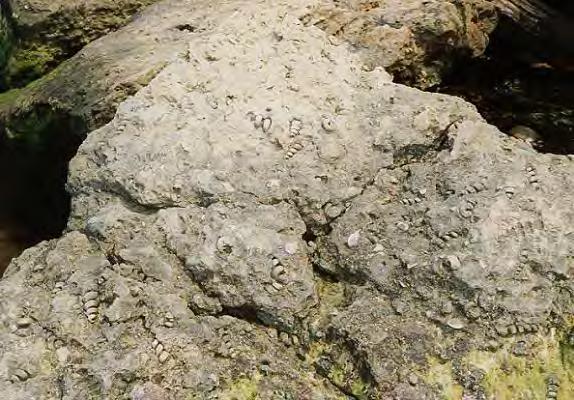 Formación de moldes por rellenos sedimentarios Cuando un individuo queda enterrado y los huecos