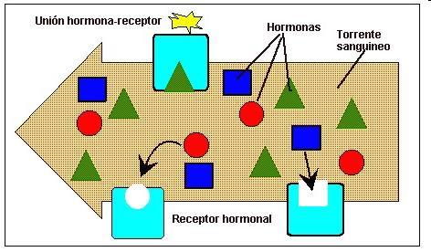 Mecanismos Bioquímicos de Acción Hormonal En el organismo humano existen las Células diana, también llamadas células blanco, células receptoras o células efectoras, poseen receptores específicos para