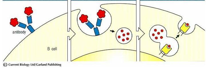 Endocitosis, procesamiento y presentación del Ag por el LB Reconocimiento del Ag a través del BCR Ag Internalización del Ag y