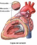 El corazon esta compuesto por 3 capas que son: Endocardio: es la capa que