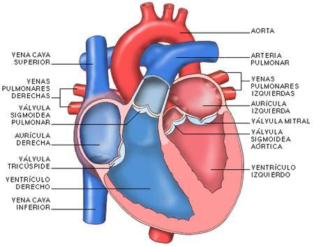 El corazón está dividido en 4 cámaras: Dos superiores: aurículas
