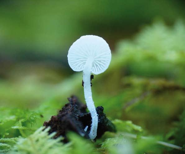 REQUEJO, O. Fig. 4: Hemimycena tortuosa (LOU-Fungi 19641), basidioma. Hemimycena tortuosa (P.D. Orton) Redhead, Fungi Canadenses: 177 (1980).