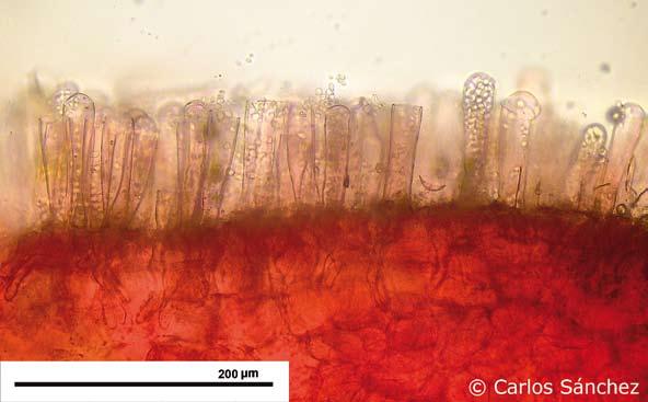 Microfotografía de un corte sagital de una cápsula de P. alba parasitada por T.